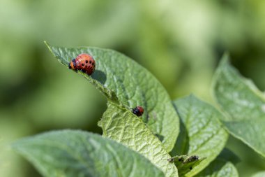Colorado böcekleri patates çalılarının üzerinde.