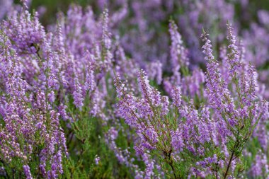 Büyüyen menekşe fundaları 