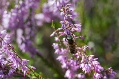 Büyüyen menekşe fundaları. 