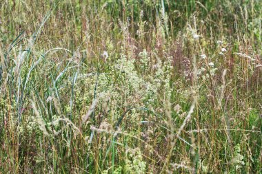 Çayırda büyüyen otlar.