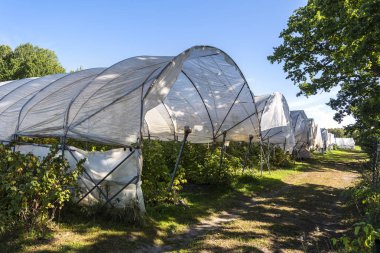 Böğürtlenler için koruyucu tüneller.