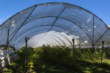 Böğürtlenler için koruyucu tüneller.