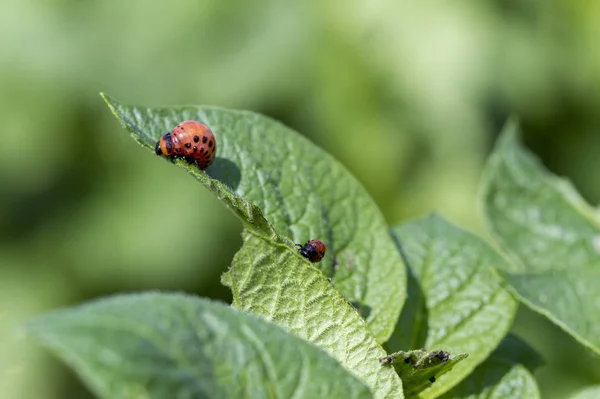 Escarabajos de Colorado en los arbustos de papa . —  Fotos de Stock