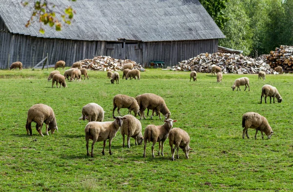 Schafe auf einer Wiese. — Stockfoto