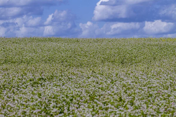 Buckwheat on a field. — Stock Photo, Image