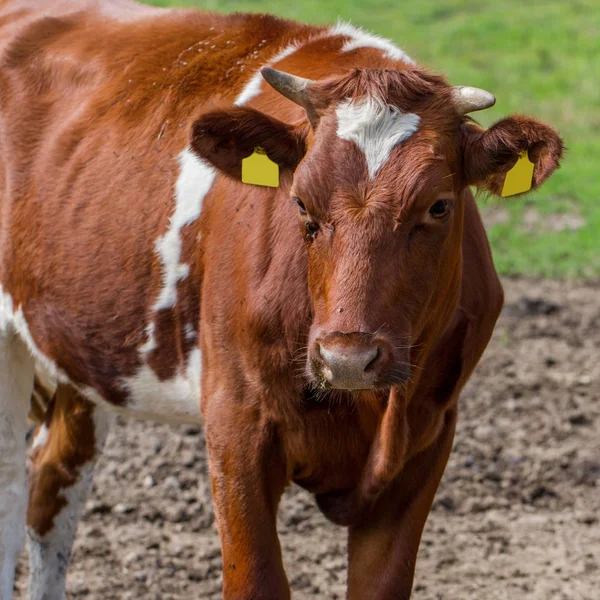 Vaca en un prado. —  Fotos de Stock