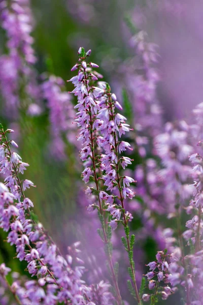 Groeiende violette heide — Stockfoto