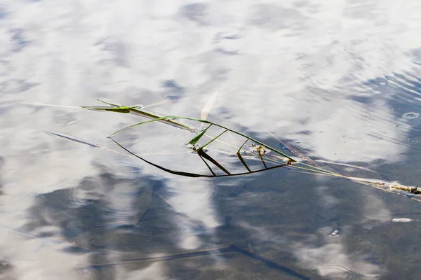 Gras Wächst Fischform Auf Der Wasseroberfläche — Stockfoto