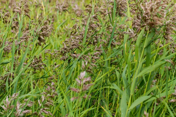 Growing bog grasses. — Stock Photo, Image