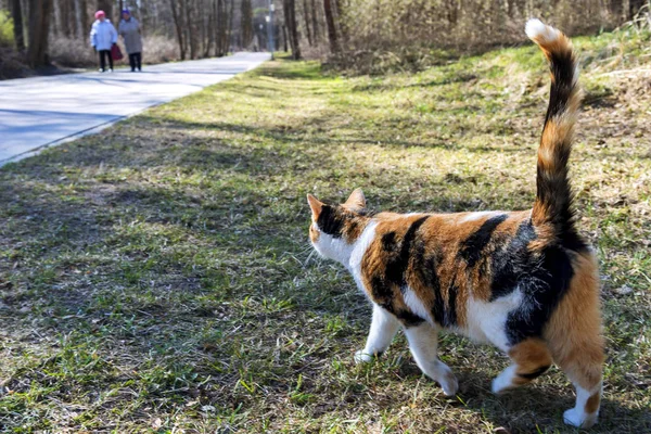 Kedi bir parkta. — Stok fotoğraf