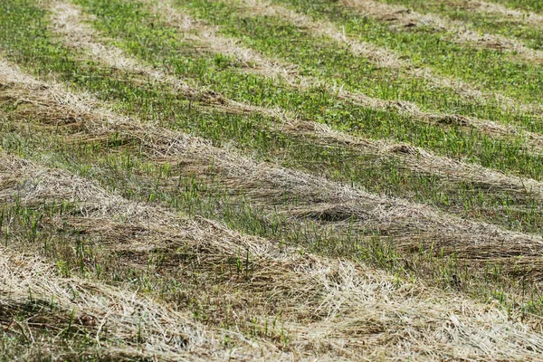 Mowed hay on meadow. — Stock Photo, Image