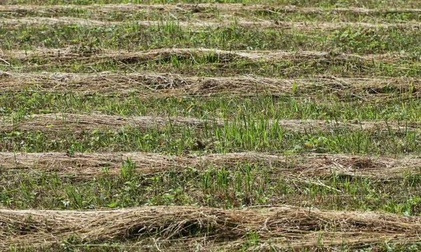 Mowed hay on meadow. — Stock Photo, Image