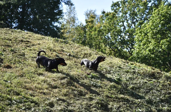 Dogs running from a hill. — Stock Photo, Image