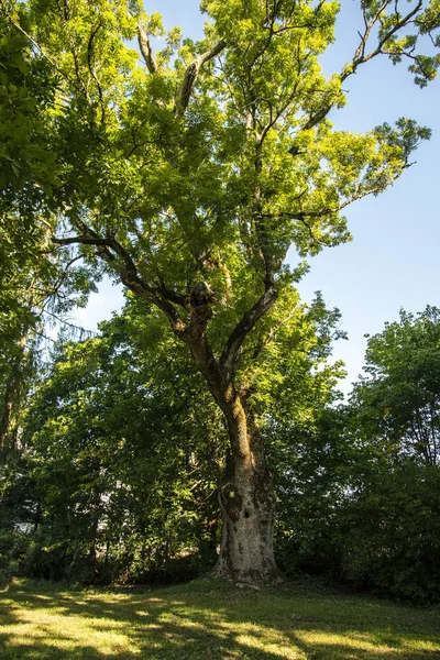 Oude eik. — Stockfoto