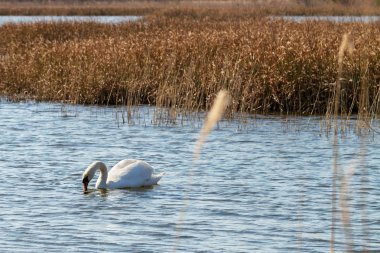 Çimenli ve kuğulu mavi su.
