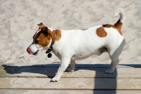 Ung lille hund . - Stock-foto