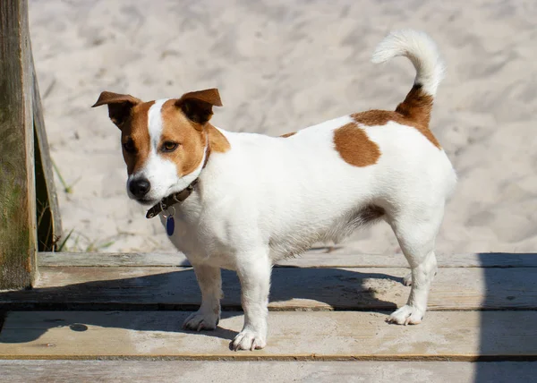 Joven perrito . — Foto de Stock