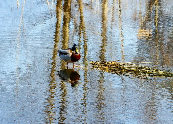 Landscape with bird. — Stock Photo, Image