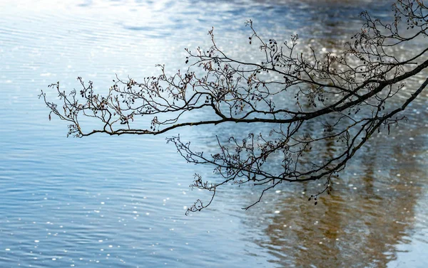 Ramo sulla superficie del lago . — Foto Stock