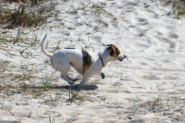 El perro está corriendo en una costa arenosa . — Foto de Stock