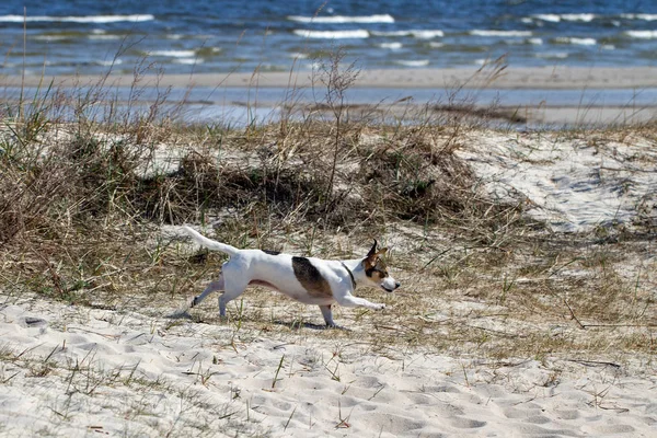 El perro está corriendo en una costa arenosa . — Foto de Stock