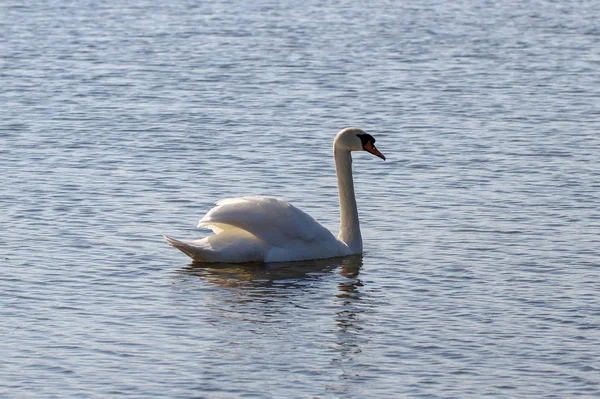 Cisne en un lago. — Foto de Stock