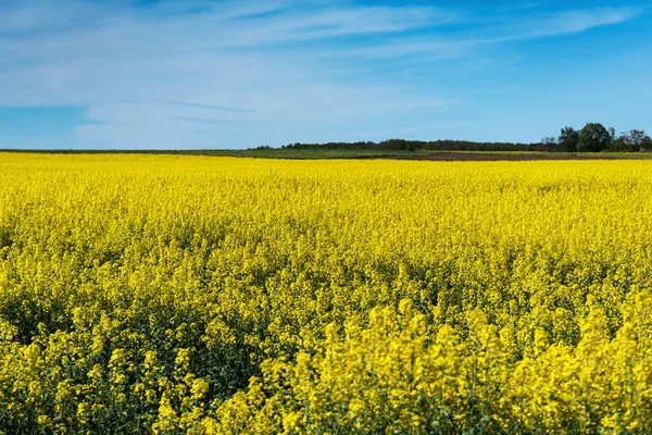 Bloeiende koolzaad veld. — Stockfoto