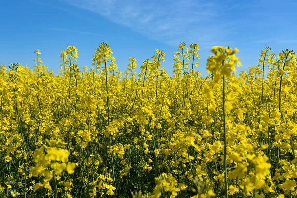 Bloeiende koolzaad veld. — Stockfoto