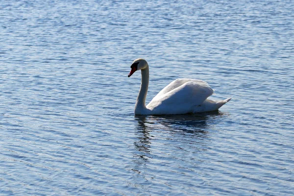 Cisne em um lago. — Fotografia de Stock