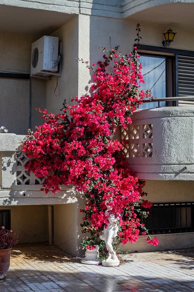 White house with flowers. — Stock Photo, Image