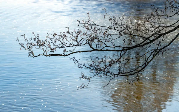 Branch over lake surface. 로열티 프리 스톡 이미지