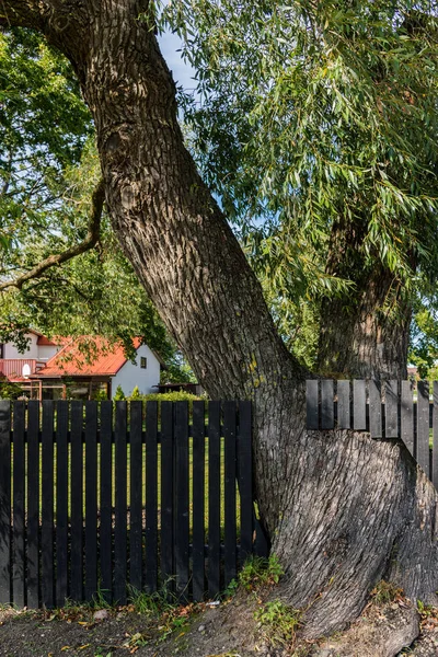 塀に生えている木. — ストック写真