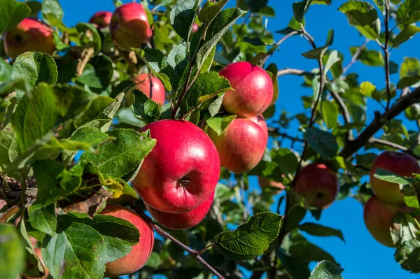 Äppelträd i orchard. — Stockfoto