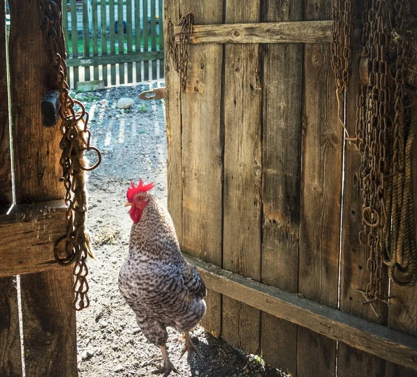Granero puerta con polla . — Foto de Stock