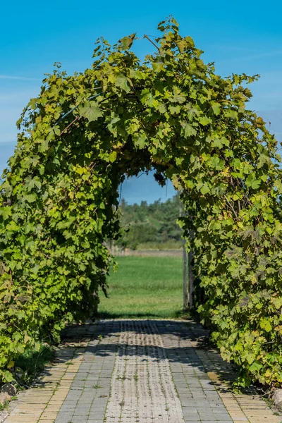 Natural green archway. — Stock Photo, Image