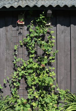 Duvara tırmanan bitki.