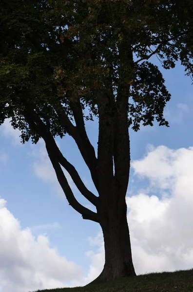 Boom op een heuvel. — Stockfoto