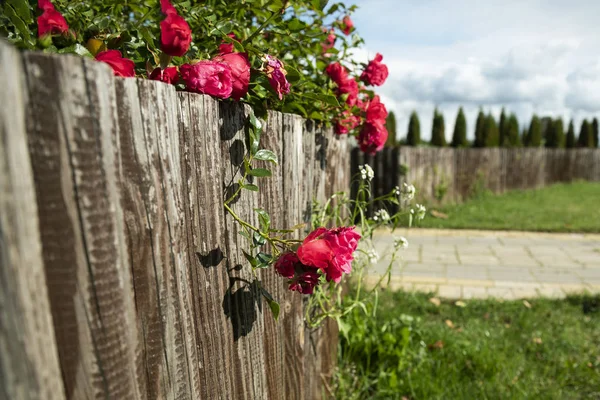 Rosen in einem Hof. — Stockfoto