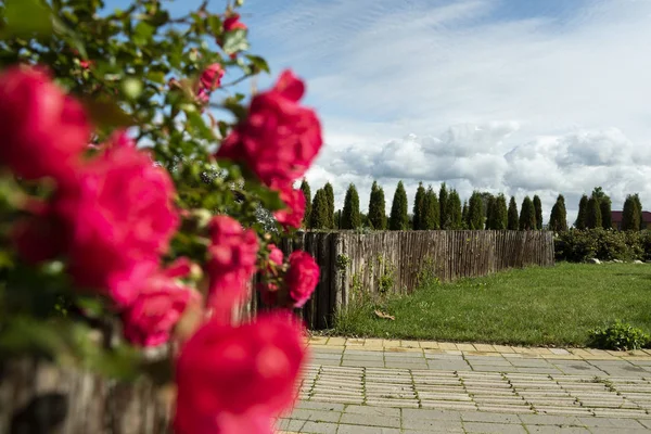 Rosas en un patio . —  Fotos de Stock