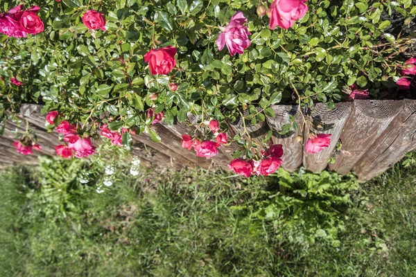 Rosas en un patio . — Foto de Stock