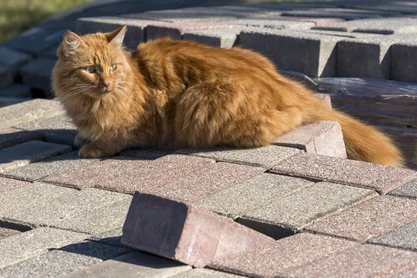 Röd katt på en solig dag. — Stockfoto