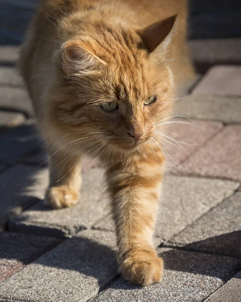 Röd katt på en solig dag. — Stockfoto