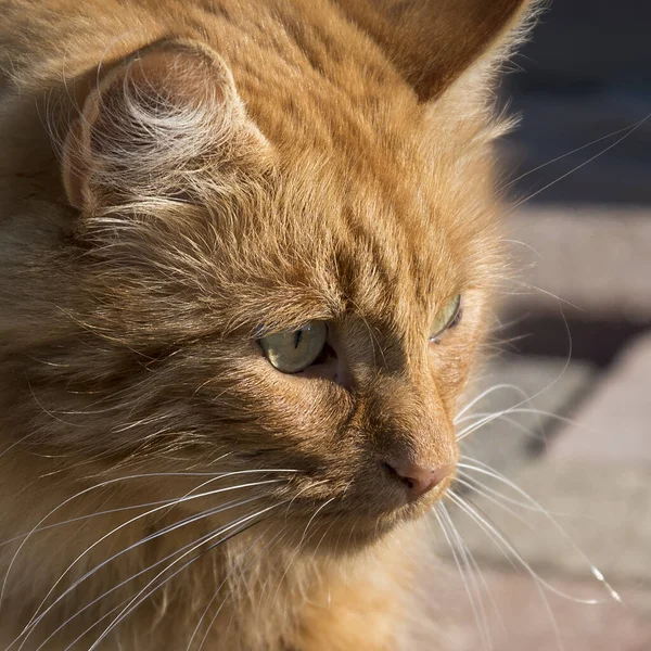 純血種のネコ. — ストック写真