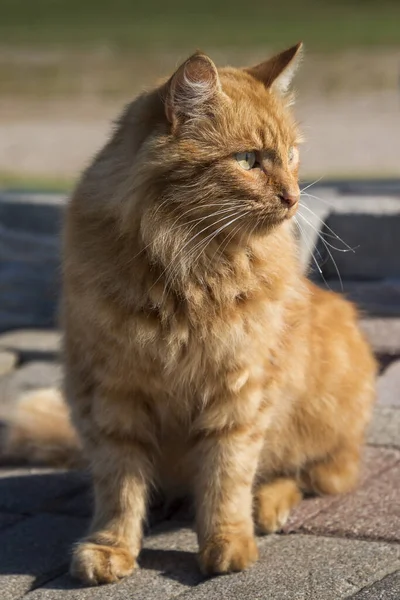 晴れた日の赤い猫. — ストック写真