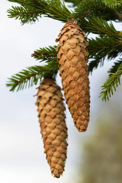 Coni naturali di abete . — Foto Stock