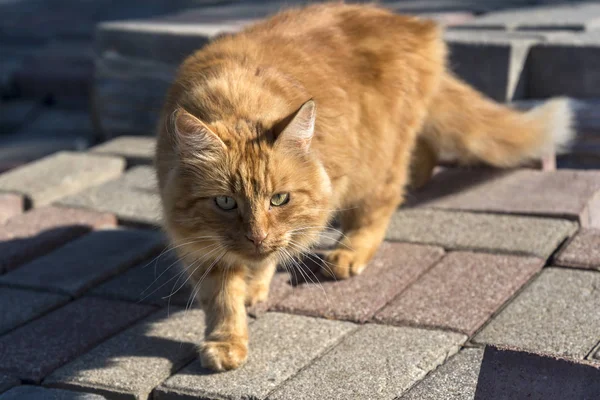 Rode kat op een zonnige dag. — Stockfoto