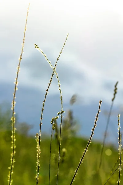 Grassi di erba in crescita . — Foto Stock