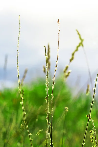 Grases crescentes de ervas daninhas . — Fotografia de Stock