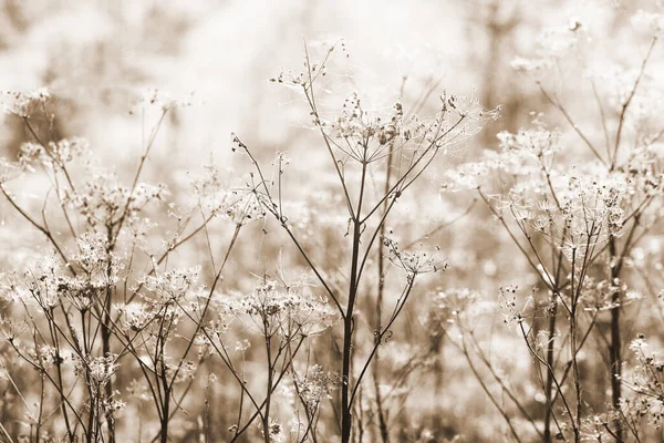 Growing weed grases. — Stock Photo, Image