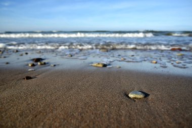 Baltık Denizi sahil şeridi.